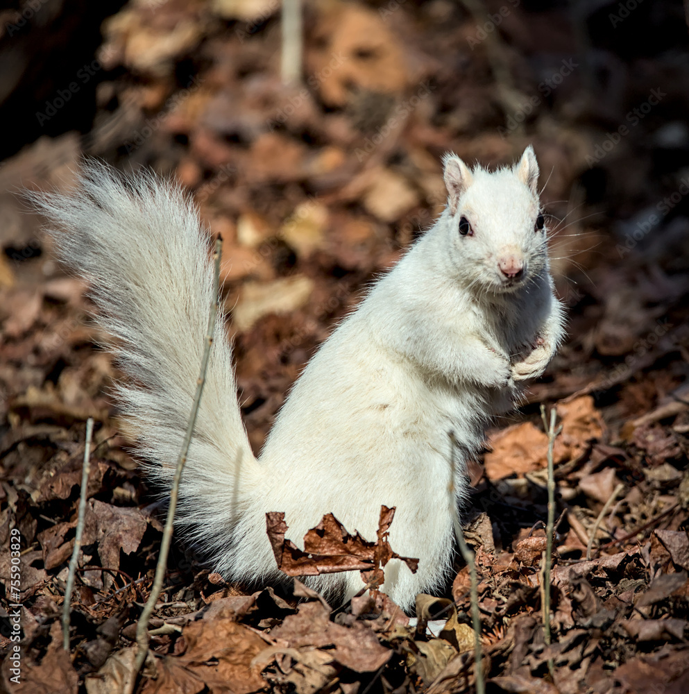 white squirrel sitting on a log in prospect park brooklyn new york city (albino, Leucism, leucistic, rare exotic gray squirrel north american) white squirrel sitting on a log in prospect park brooklyn new york city (albino, Leucism, leucistic, rare exotic gray squirrel north american)