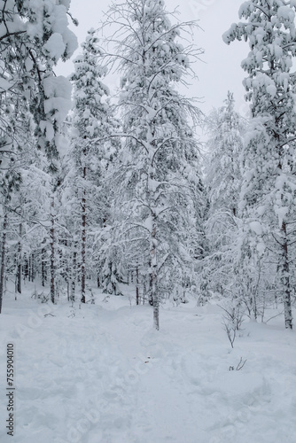 White frozen fir tree forest covered in snow landscape in Rovaniemi, Finnish Lapland