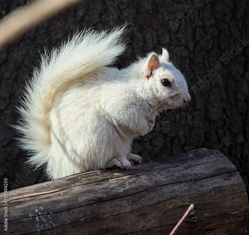 white squirrel sitting on a log in prospect park brooklyn new york city (albino, Leucism, leucistic, rare exotic gray squirrel north american)