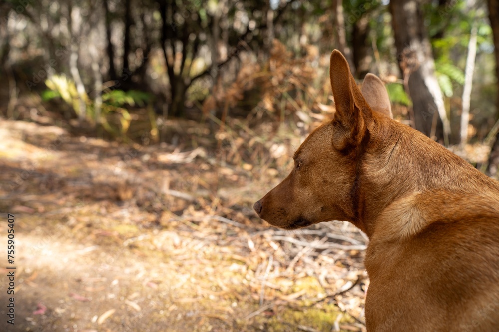 kelpie dog in the australian bush in a park in australia kelpie dog in the australian bush in a park in australia