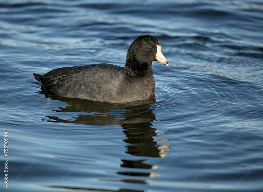 american coot swimming in a lake (prospect park pond in brooklyn) black bird with white bill fulica americana, also known as a mud hen or pouldeau american coot swimming in a lake (prospect park pond in brooklyn) black bird with white bill fulica americana, also known as a mud hen or pouldeau
