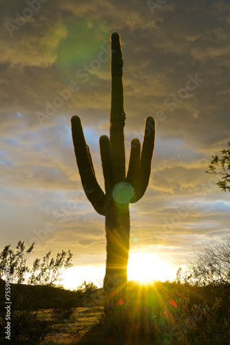 Sunset Saguaros
