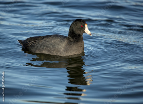 american coot swimming in a lake (prospect park pond in brooklyn) black bird with white bill fulica americana, also known as a mud hen or pouldeau photo
