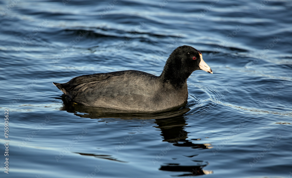 american coot swimming in a lake (prospect park pond in brooklyn) black bird with white bill fulica americana, also known as a mud hen or pouldeau american coot swimming in a lake (prospect park pond in brooklyn) black bird with white bill fulica americana, also known as a mud hen or pouldeau