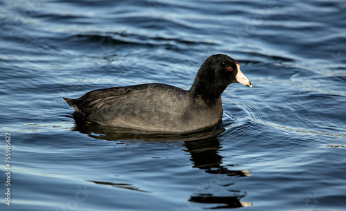 american coot swimming in a lake (prospect park pond in brooklyn) black bird with white bill fulica americana, also known as a mud hen or pouldeau photo