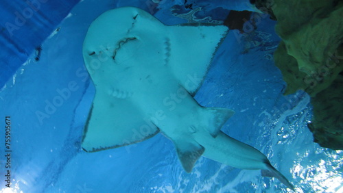 Ghost fish stingray shark in aquarium