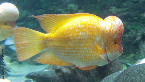 Colorful aquarium fish cichlid alfaro