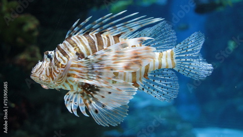 Striped lionfish in the sea