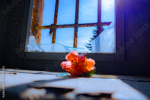 Nahaufnahme von einer Blume vor einem vergitterten Fenster in einem alten verlassenen Gefängnis. Der Hintergrund ist scharf,der Vordergrund ist unscharf