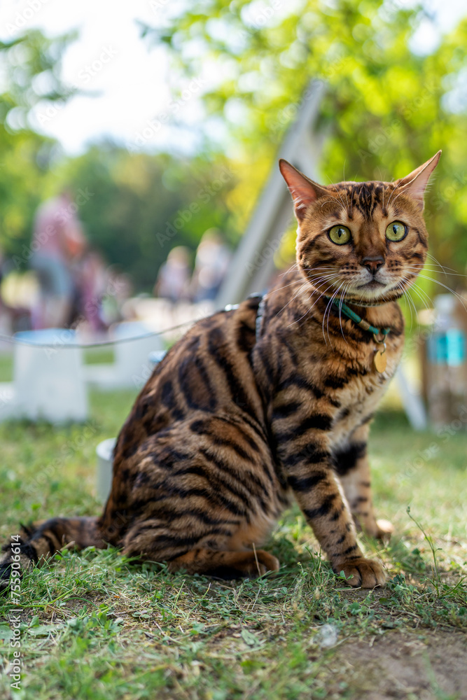 Young purebred Bengal cat. A pet cat on a walk. Young purebred Bengal cat. A pet cat on a walk.