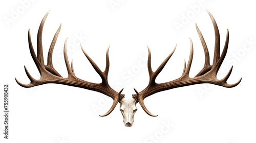 Deer antlers on white or transparent background