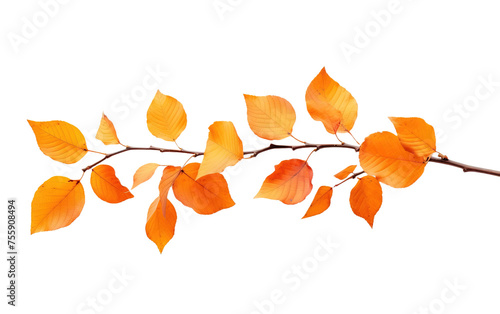 Autumn leaves on a branch on white or transparent background