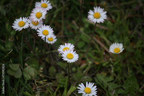 daisy grass
