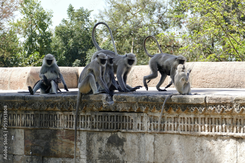 Portrait of Gray Langurs in Ahmedabad, India Portrait of Gray Langurs in Ahmedabad, India