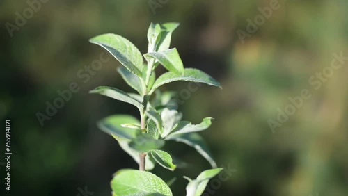 Salix cinerea (common, grey sallow or grey-leaved sallow, large grey or pussy willow, rusty sallow ) is willow native to Europe and western Asia. photo