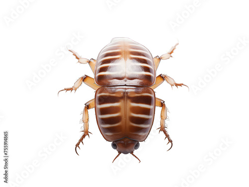 Pillbug isolated on transparent background, transparency image, removed background