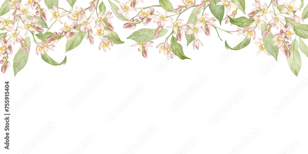 Banner made of blossoming lemon branches. All elements are hand-drawn in watercolor and isolated