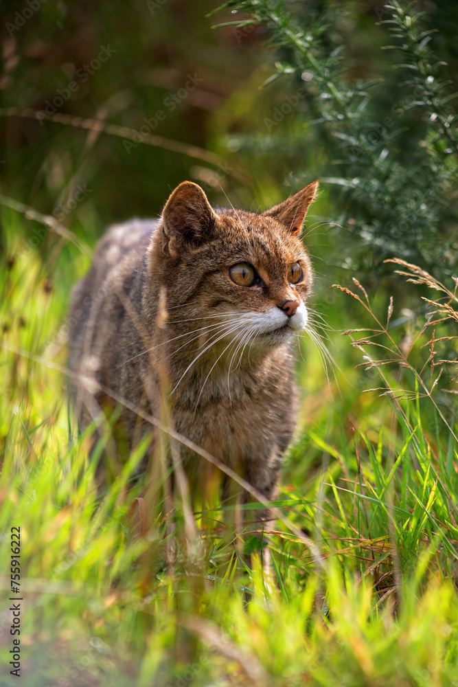 Scottish wild cat in the undergrowth grass