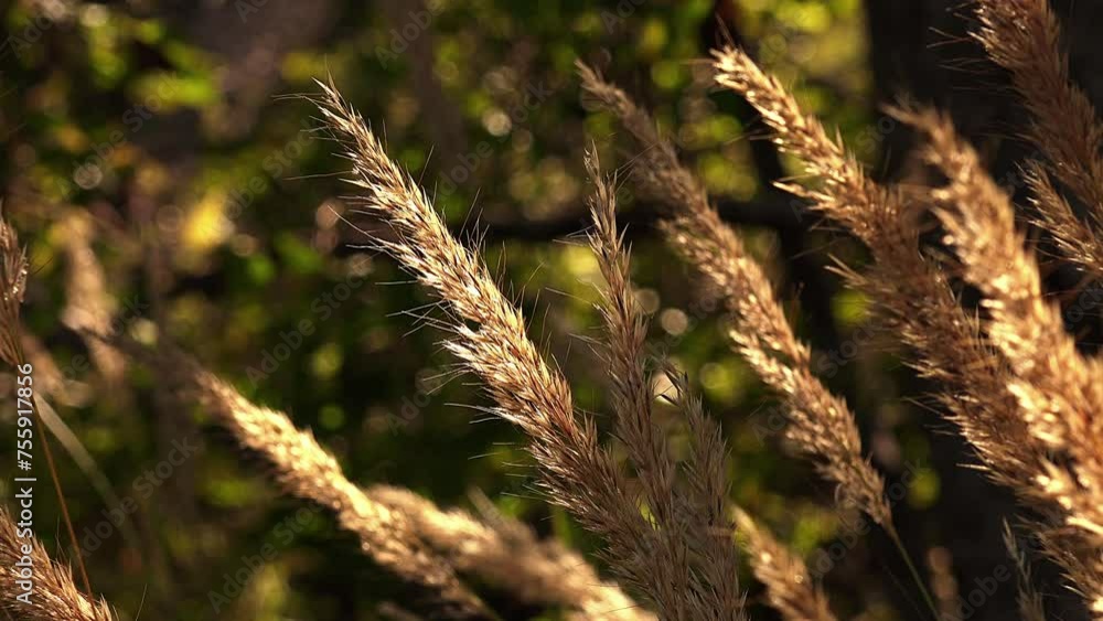 wild spike, wild ear moving in the wind wild spike, wild ear moving in the wind