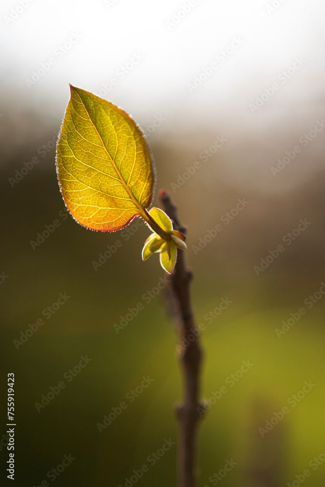 Spring leaf