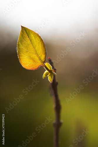 Spring leaf