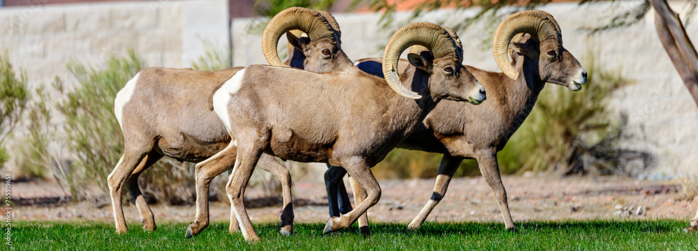 Herd of Bighorn Sheep Rams in Residential Area: 4K Ultra HD Image Stock ...