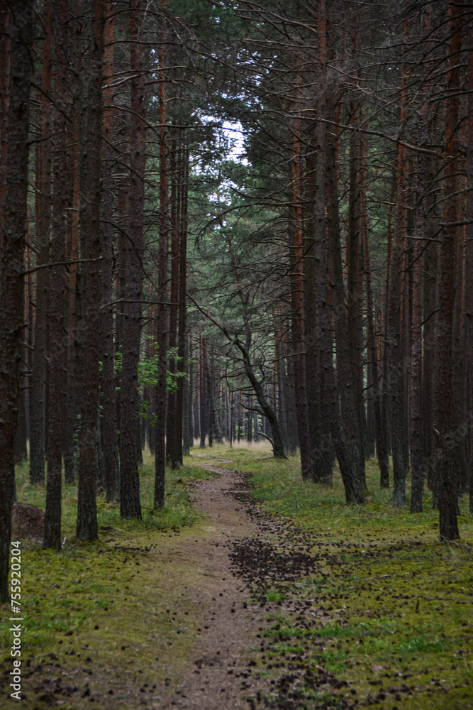Naklejka premium path in the woods