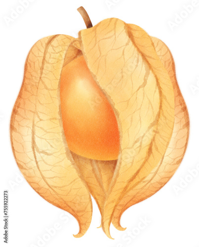 Φωτογραφία Cape gooseberry Watercolor illustration