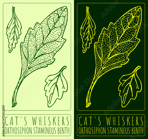 Vector drawing CAT'S WHISKERS . Hand drawn illustration. The Latin name is ORTHOSIPHON STAMINEUS BENTH.