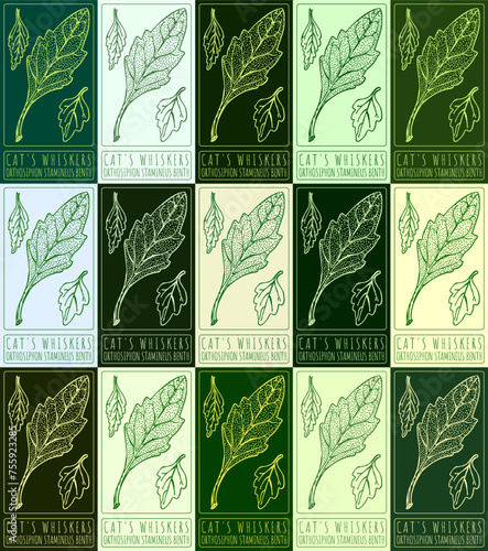 Set of vector drawing CAT'S WHISKERS in various colors. Hand drawn illustration. The Latin name is ORTHOSIPHON STAMINEUS BENTH.