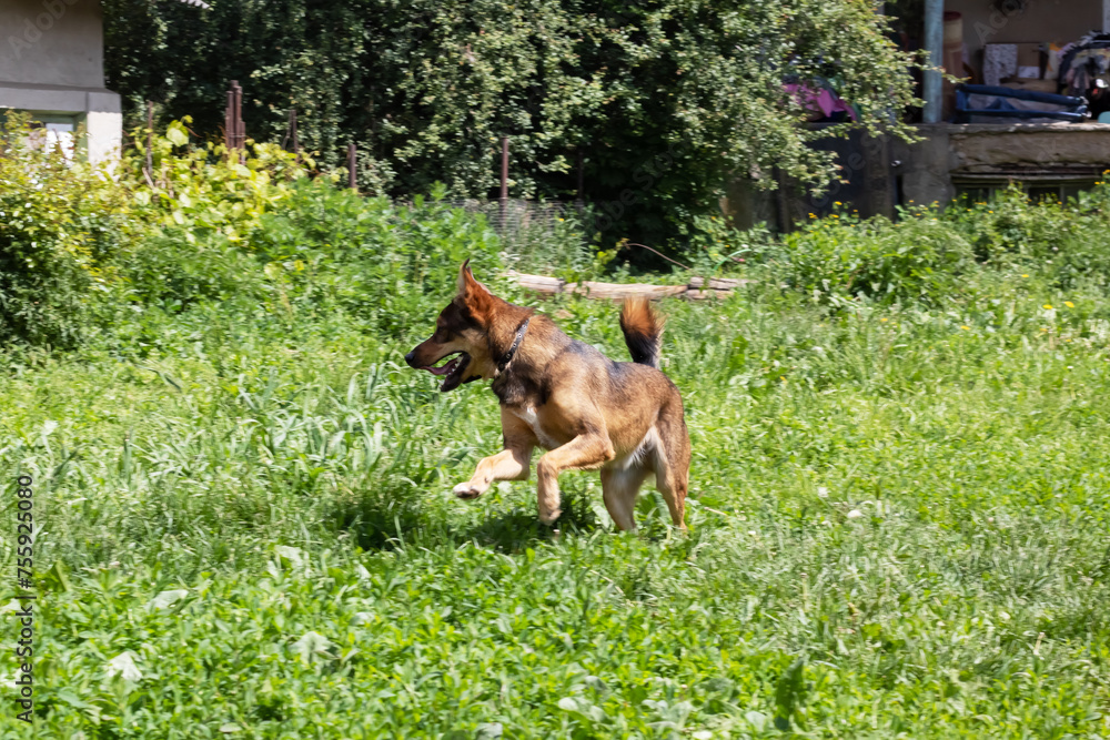 Brown dog in the garden in green grass Brown dog in the garden in green grass