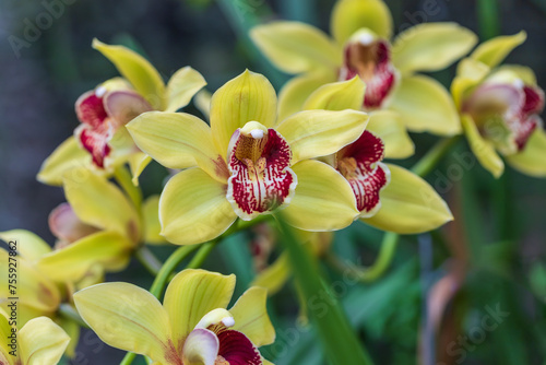 Beautiful colorful Orchid flower. Photo with nice bokeh