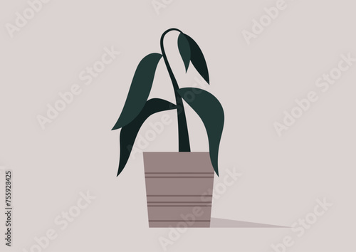 Fading Vitality, A Wilted Houseplant in Quiet Descent, A once vibrant plant succumbs to languor, its leaves bowing solemnly