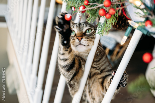 Christmas Cat Troublemaker 2