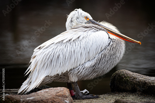 portrait of a pelican