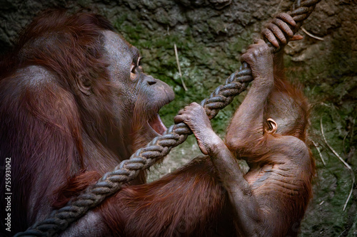 Orangutan mom and child