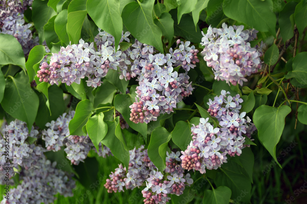 lilac flowers in the garden