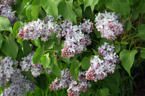Obraz na płótnie lilac flowers in the garden w salonie
