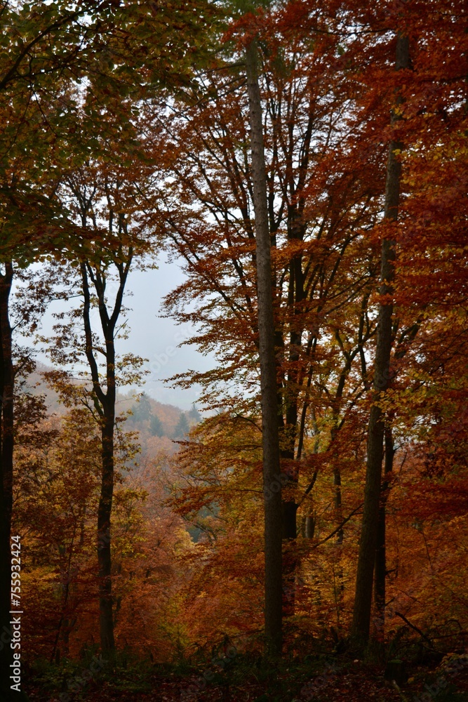 autumn in the forest