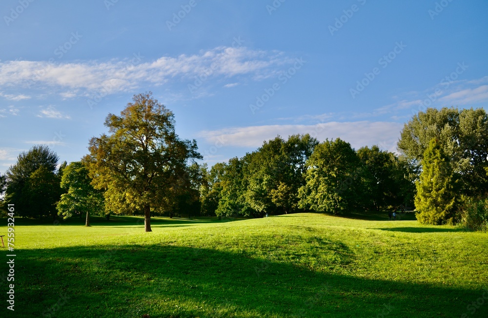 trees in the park