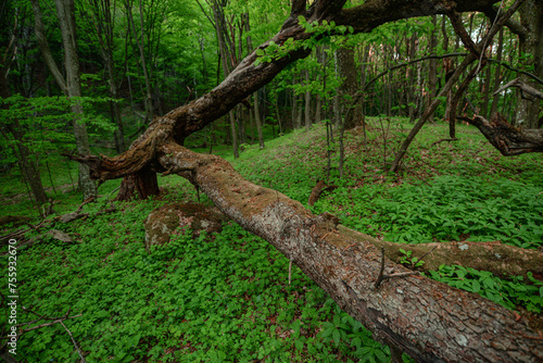 A vertical shot of a green forest Poloniny  photo