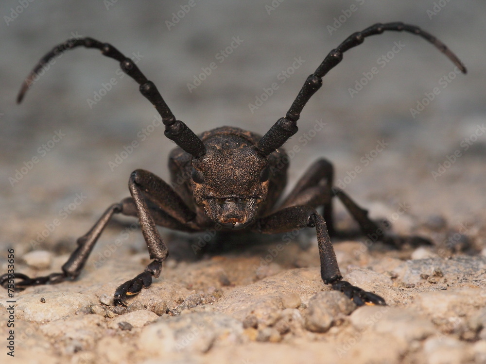 macro photo of a beautiful beetle macro photo of a beautiful beetle