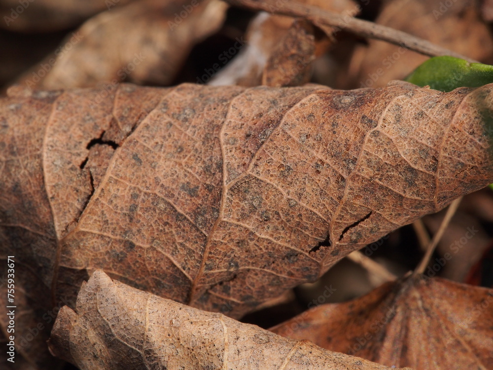 Macro photo of a brown leaf Macro photo of a brown leaf