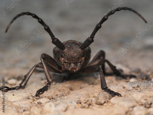macro photo of a beautiful beetle © Johny Luna