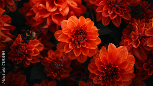 A close up of a bunch of orange flowers © Muzamil