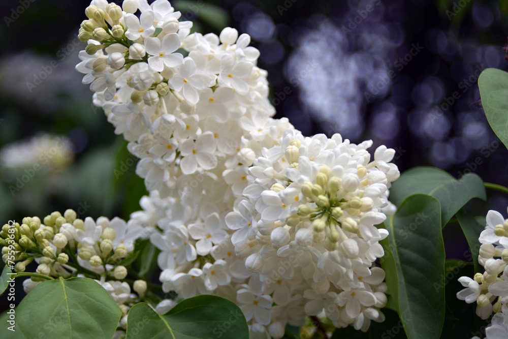 white flowers of a lilac