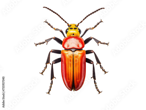 Soldier beetle isolated on transparent background, transparency image, removed background