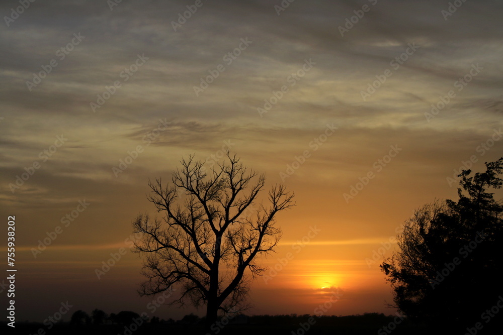 sunset with tree silhouettes with clouds sunset with tree silhouettes with clouds