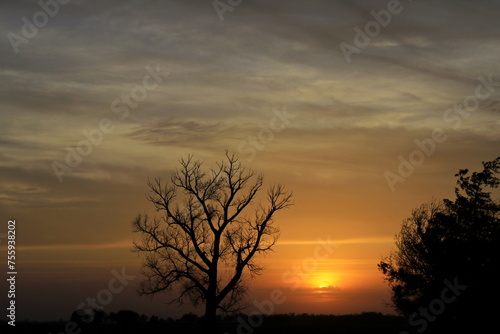 Fototapeta Naklejka Na Ścianę i Meble -  sunset with tree silhouettes with clouds