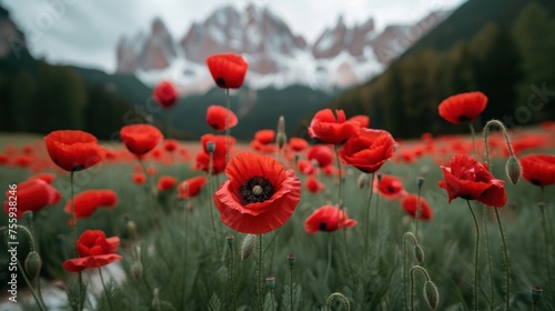 a field full of red flowers in front of a mountain with snow on the top of the mountains in the distance.